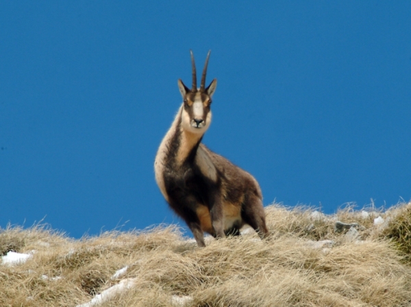 Camoscio d''Abruzzo Rupicapra pyrenaica ornata